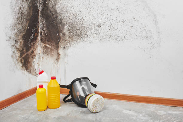 Best Black Mold Removal  in Salmon Creek, WA