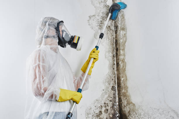 Best Home Mold Removal  in Salmon Creek, WA