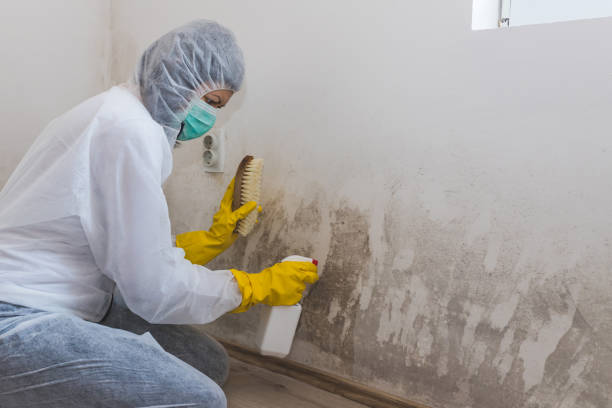 Best Commercial Mold Removal  in Salmon Creek, WA