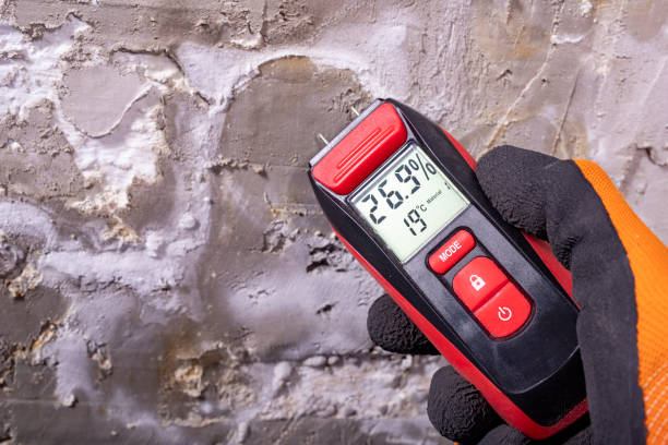 Best Same-Day Mold Removal  in Salmon Creek, WA
