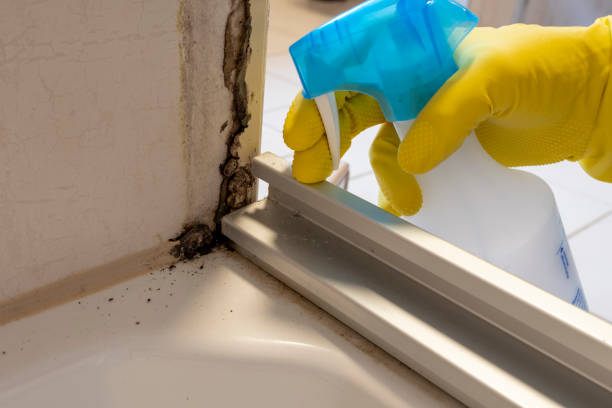 Professional Mold Removal in Salmon Creek, WA