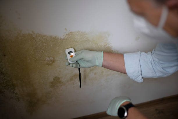 Best Professional Mold Removal  in Salmon Creek, WA