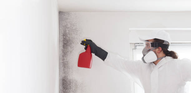 Best Local Mold Removal Service  in Salmon Creek, WA