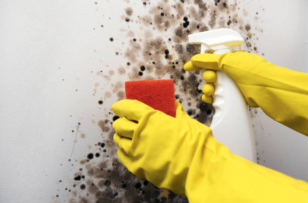 Best Toxic Mold Removal  in Salmon Creek, WA
