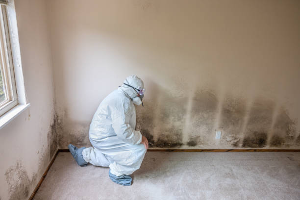 Best Emergency Mold Removal  in Salmon Creek, WA