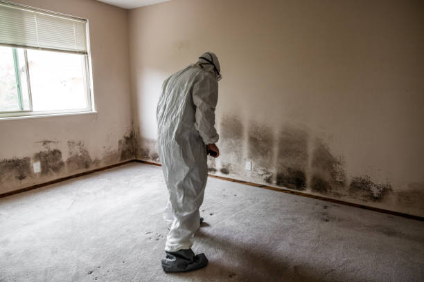 Best Local Mold Removal Service  in Salmon Creek, WA