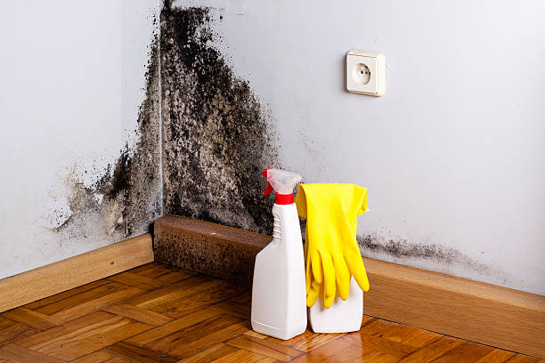 Best Crawl Space Mold Removal  in Salmon Creek, WA