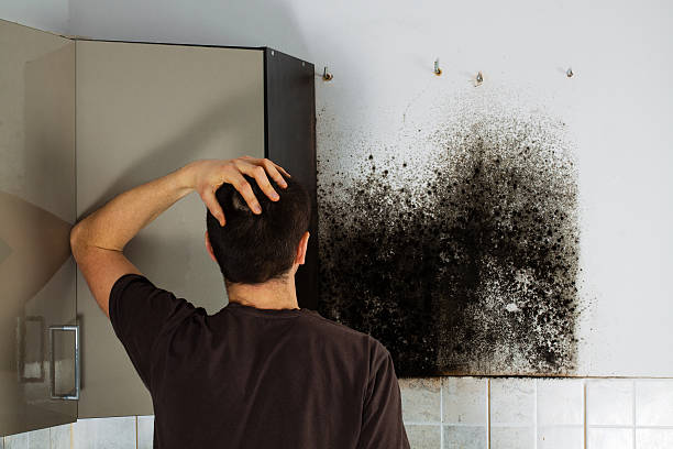 Home Mold Removal in Salmon Creek, WA
