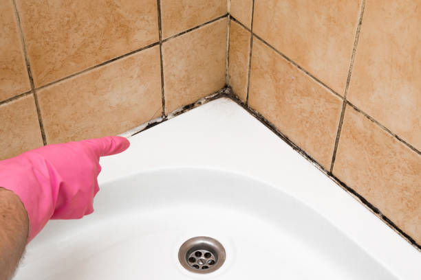 Best Affordable Mold Removal  in Salmon Creek, WA